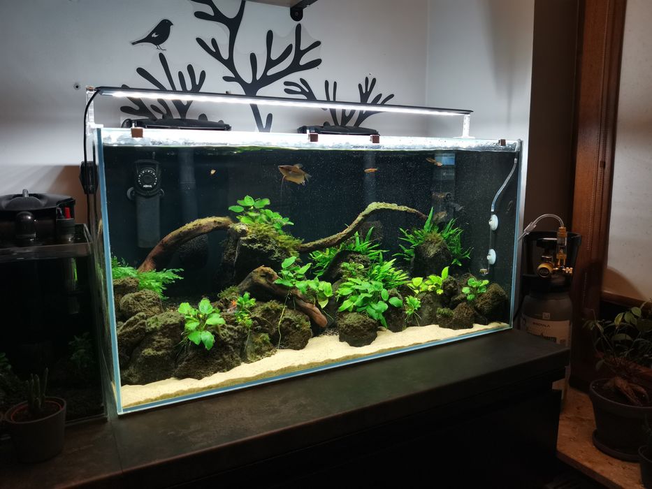 Akwarium 112L full optiwhite plus zestaw co2 plus życie