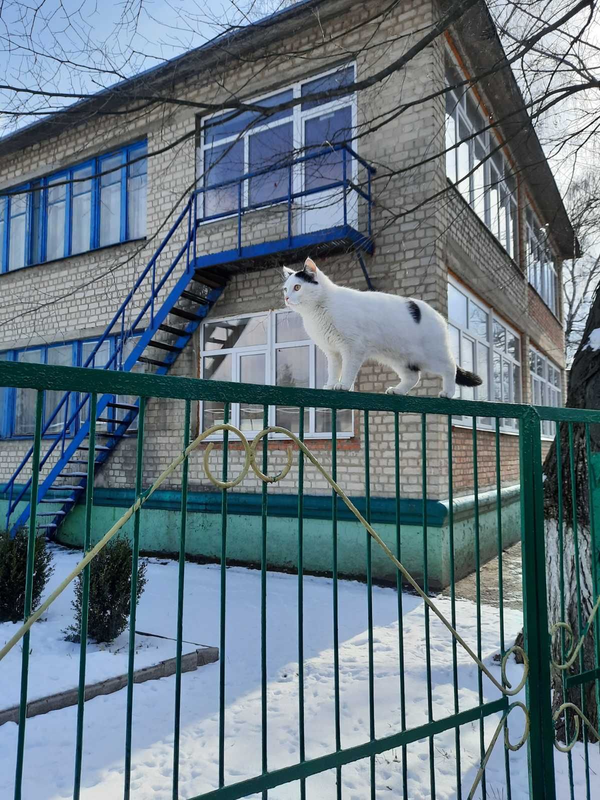 Потерялся кот.  Белый с чёрными пятнами и чёрным хвостом. Харько