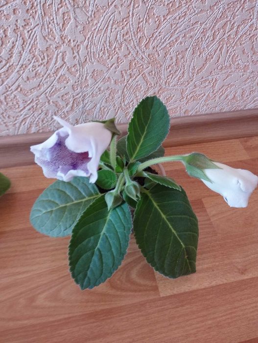 глоксинии,комнатный цветущий