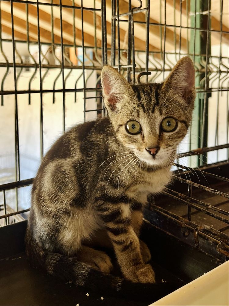 Merlin- Gatinho Tabby para Adoção