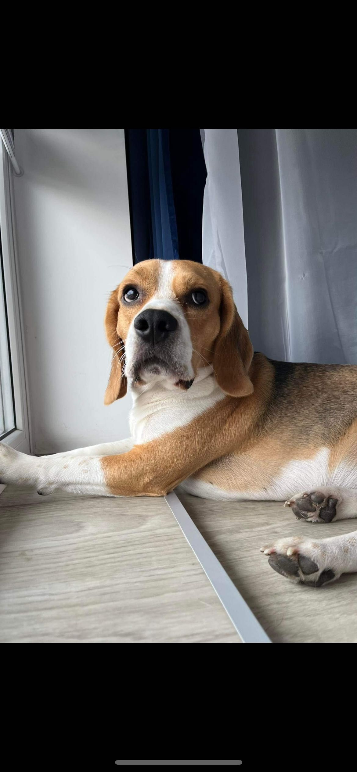 Oddam dwa beagle w dobre ręce!