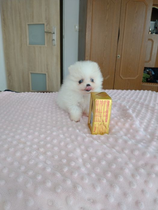 Szpic miniaturowy pomeranian chłopak xxs