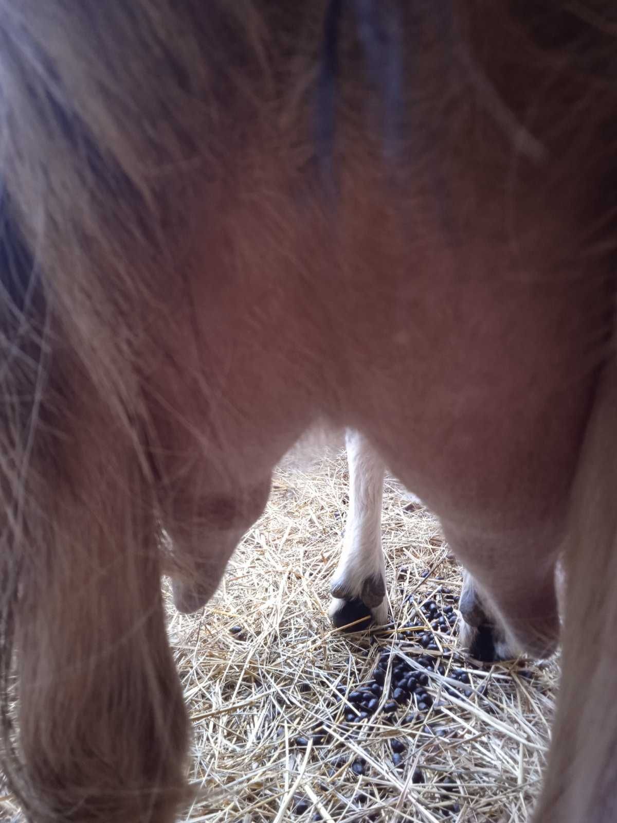 Коза ламанча молочна молода з козеням-кізочкою