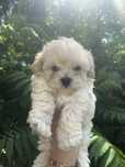 Piękny piesek Maltipoo