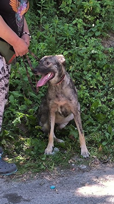 Подаруйте родину дівчинці собака пес дівчинка безкоштовно притулок дім