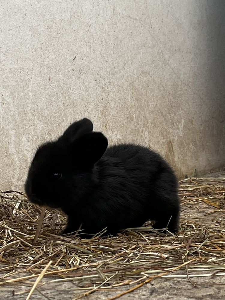 Coelhos mini Lop (orelhudos)