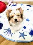 Wyjątkowa dziewczynka BIEWER Yorkshire Terrier Yorki DO odbioru