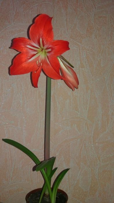 Гиппеаструм цибулини дорослі