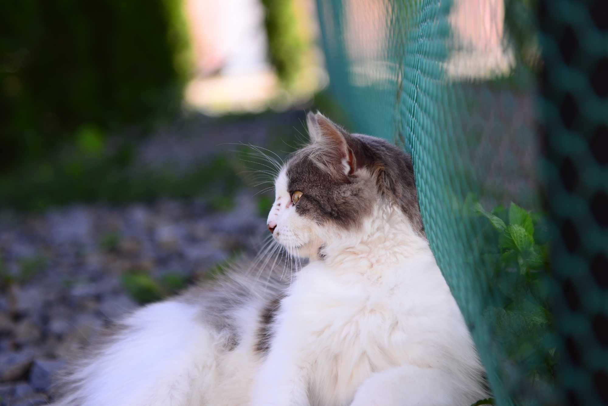Sigma 24-70mm 2.8 nikon nikkor 50мм 1.8g