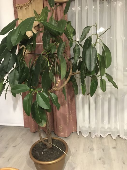 Фікус Арон Пальми Бананове дерво калісиемон