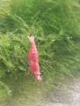 Krewetki red cherry