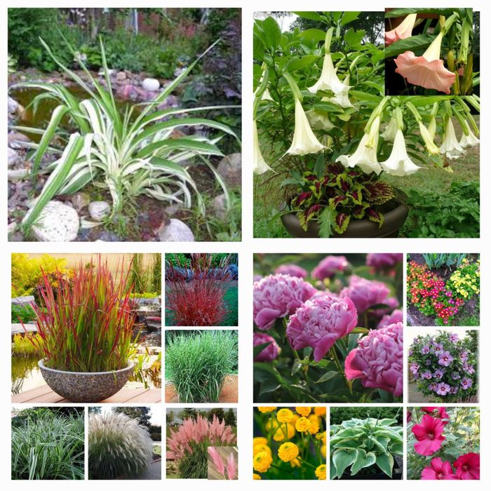Хосты, Клематисы, морозники императа, мискантусы.и др.  многолетники