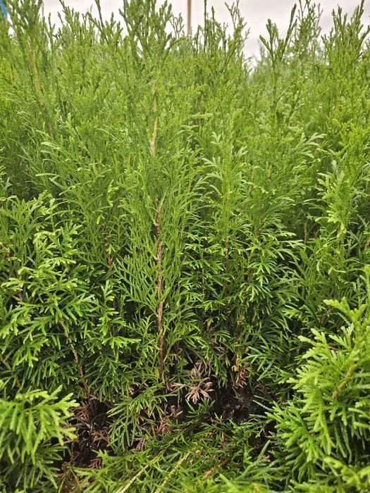 Tuja Smaragd - Szmaragd, trzyletnie sadzonki