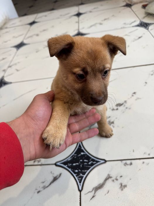 Віддам у добрі руки собачку-дівчинку!