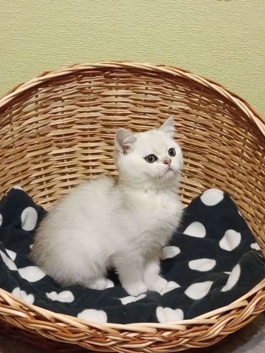 Оце чудо для Вас