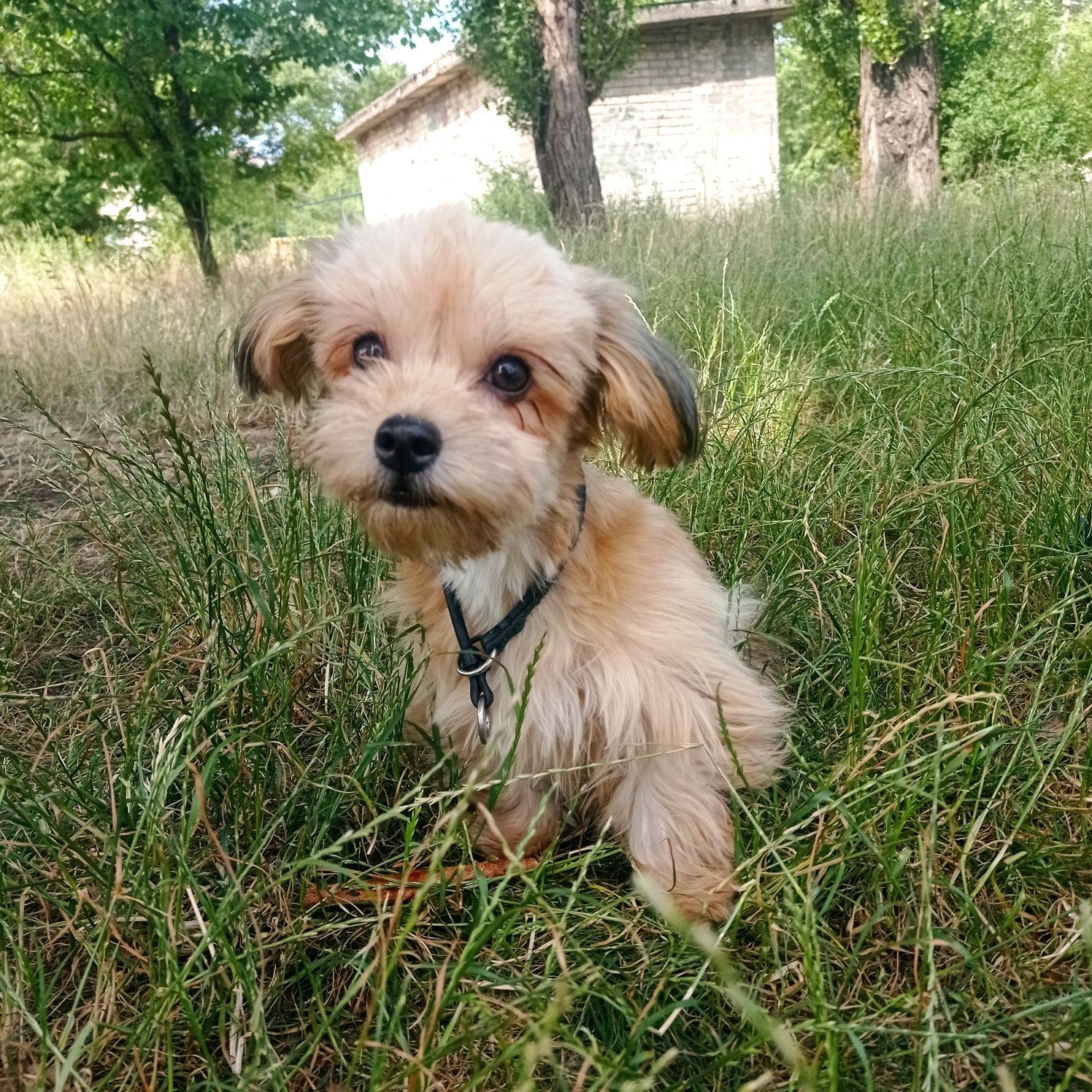 Маленький хлопчик чихопу