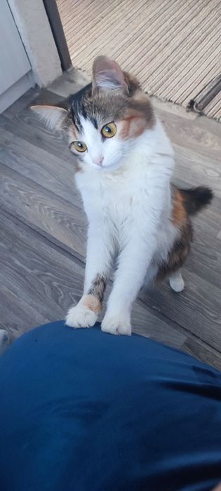 Загубилася кішка в районі Леськівської коси