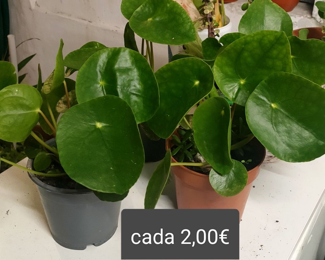 Jardim Suculentas