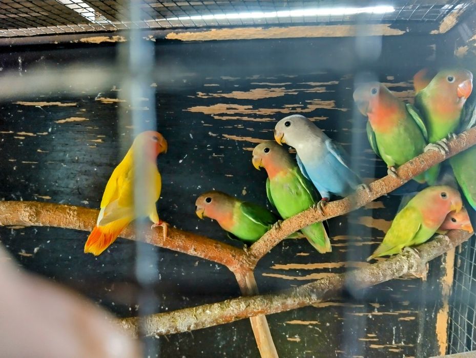 Papugi nierozłączki czerwonoczele 2025