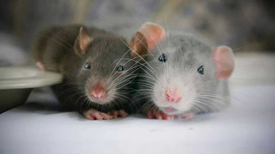 Крыса декоративная, декоративная крыска дамбо и нормал