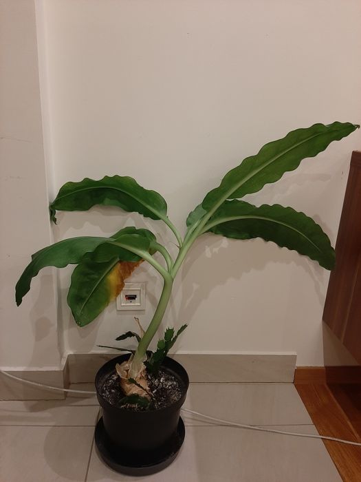 Oddam za darmo kwiatek - rezerwacja