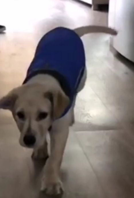Arnês peitoral  cão + capa chuva, abrigo