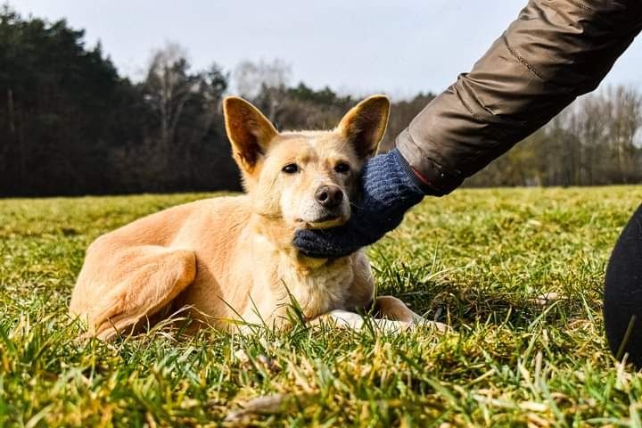 Pilnie szukamy dla niej kochającego Domu, którego nigdy nie miała...