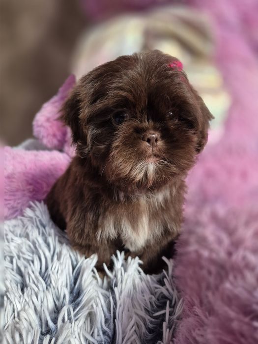 Przepiękna czekoladowa sunia Shih-Tzu gotowa do odbioru
