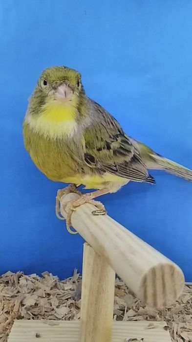 Kanarki samice   z 2023r