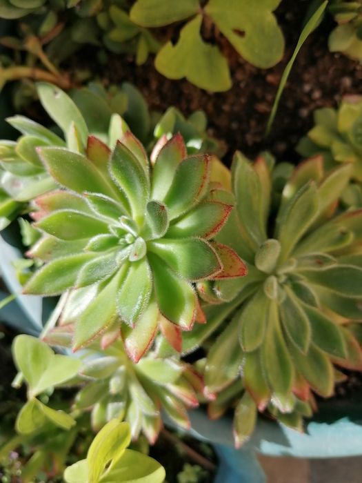 Suculentas em vasos individuais