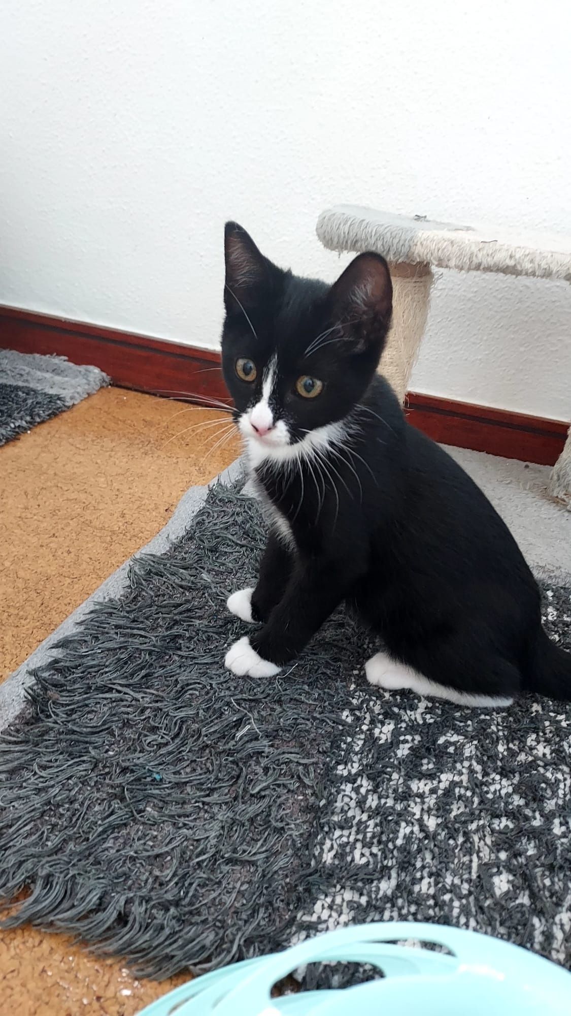 Gatinha bebé para adoção