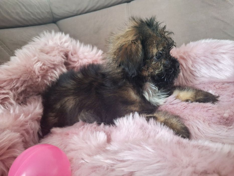 Cukiereczek unikatowy maluszek shih tzu szuka domu