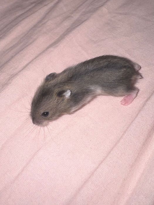 Oddam chomików w dobre ręce