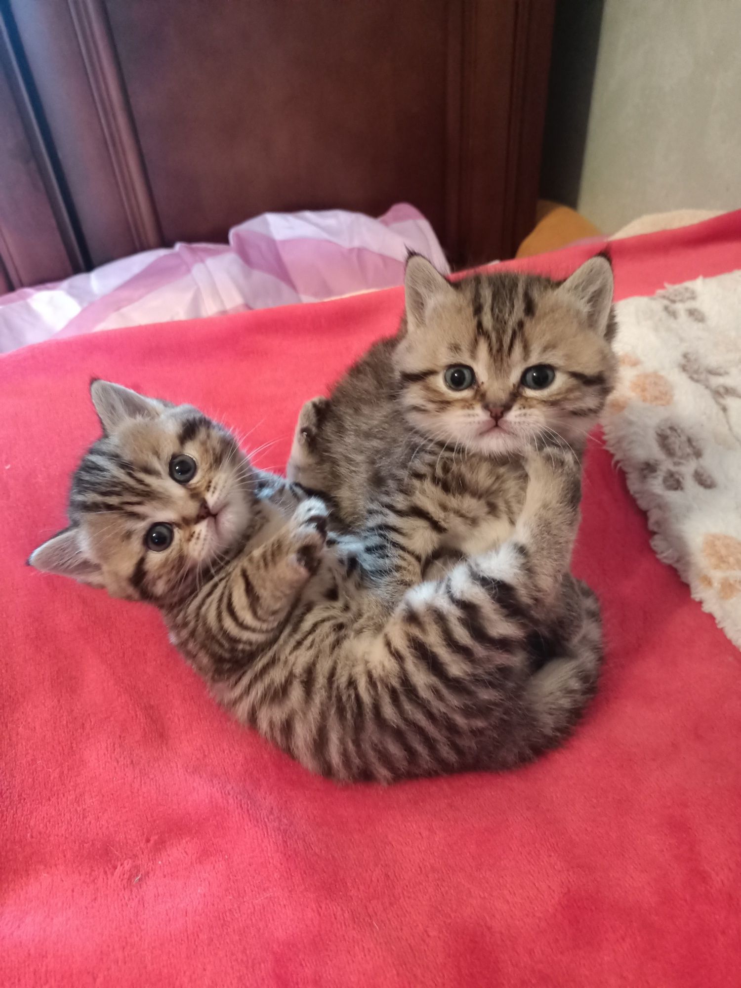 Кошенята шотландці