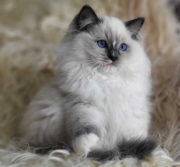 Kocurek ragdoll z rodowodem, już do odbioru:)