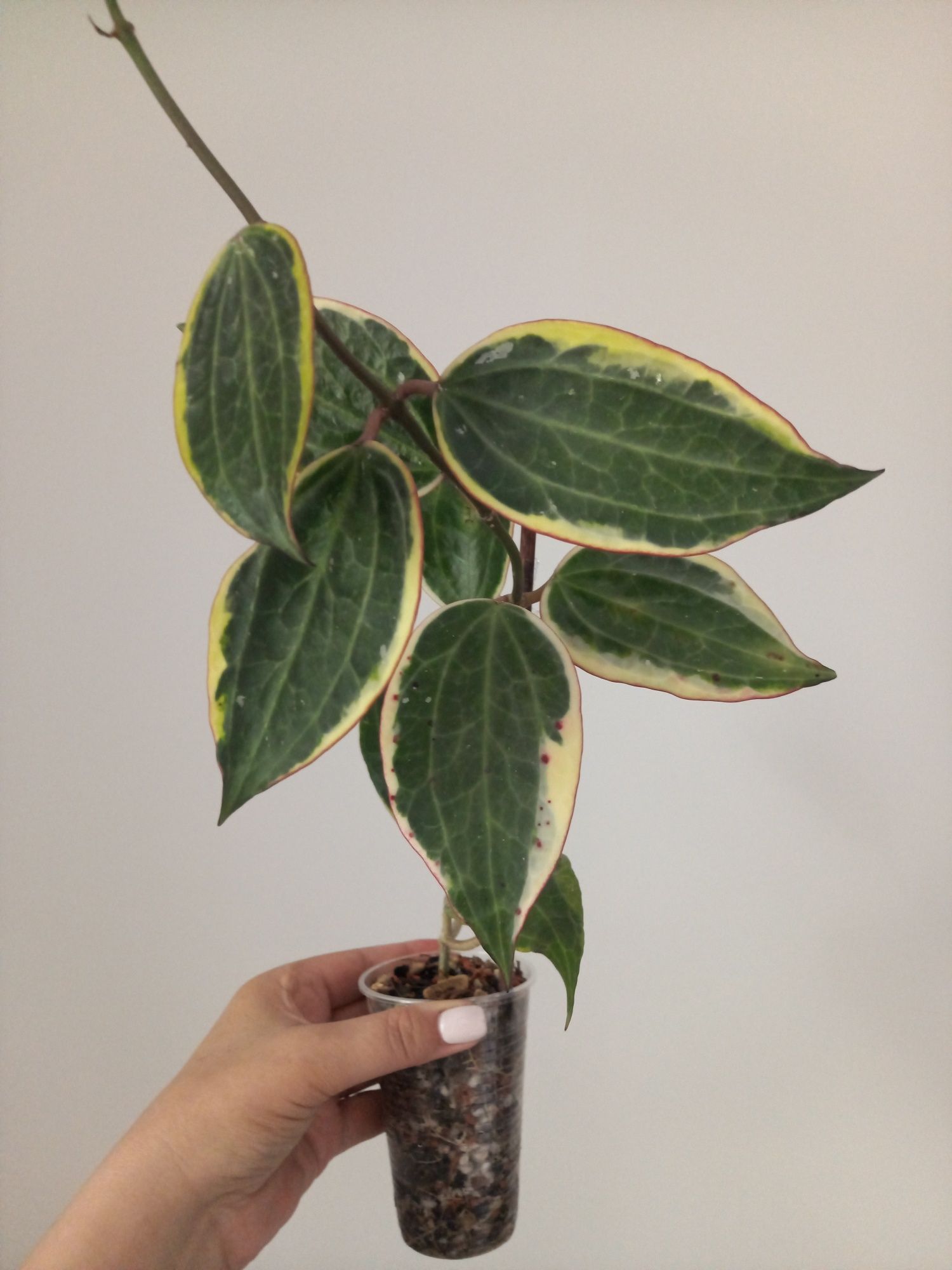 Hoya Macrophylla Albomarginata