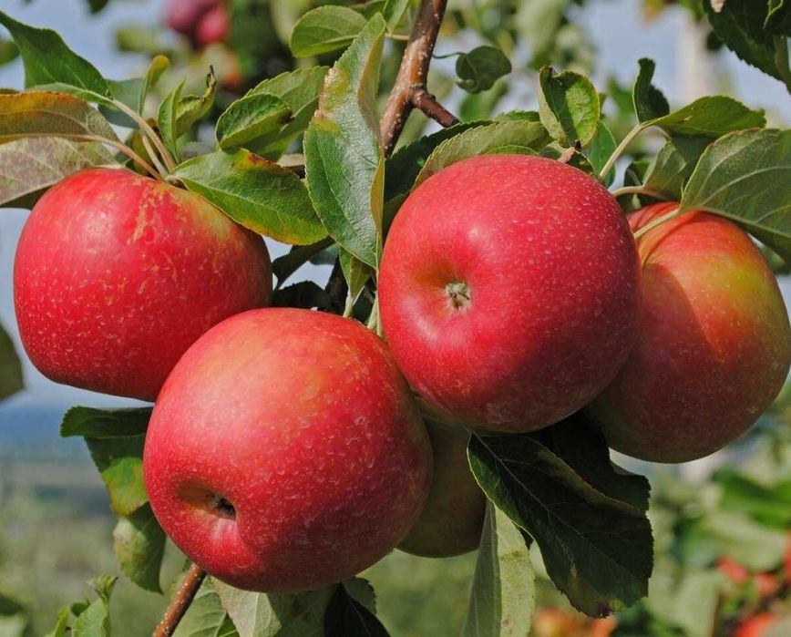 Саджанці абрикоса, персика, сливи, нектарина, яблуня — потужні дерева