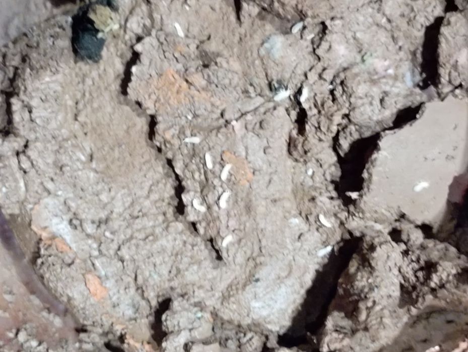 Duże białe skoczogonki piękne i rzadkie