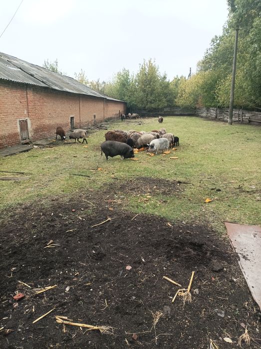 Продам вівці барани на м'ясо 76 грн.