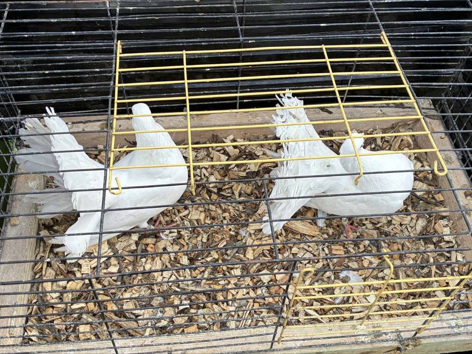 Gołębie ozdobne pawiki