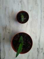 Aloe speciosa e Aloe variegata