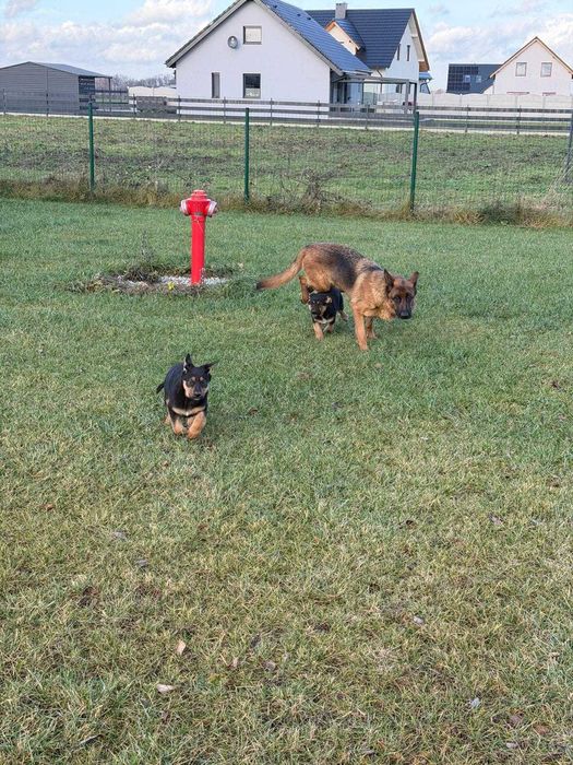 Oddam w dobre ręce szczeniaki Owczarek Niemiecki