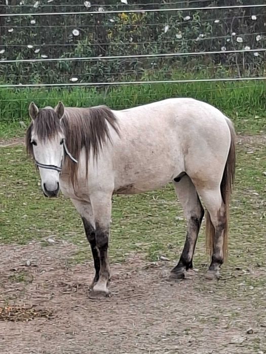 Cruzada lusitano/sorraia para venda ou troco