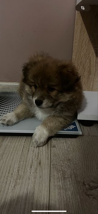 Продаётся немецкий шпиц
