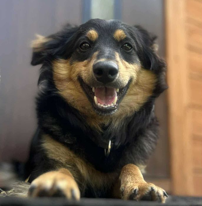 Toro szuka dobrego domu