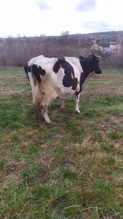 Продам добру корову
