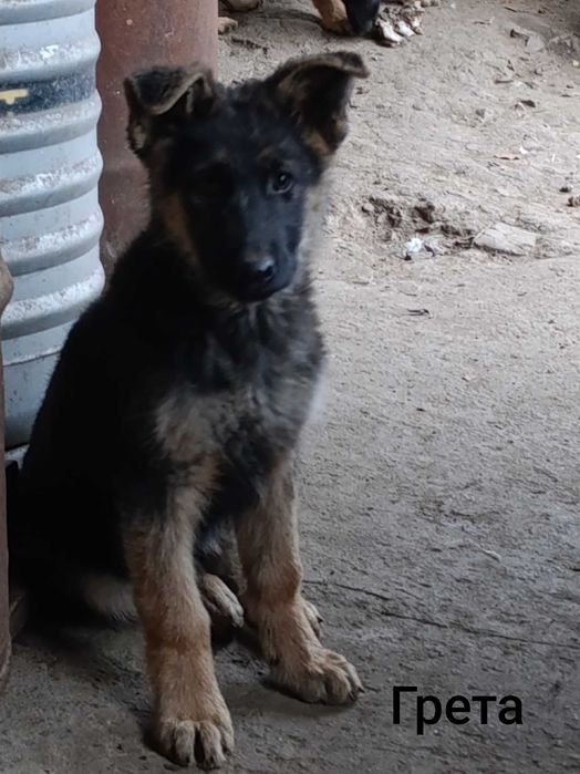 Німецька вівчарка