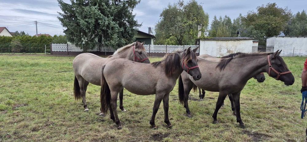 Klaczki rasy konik polski