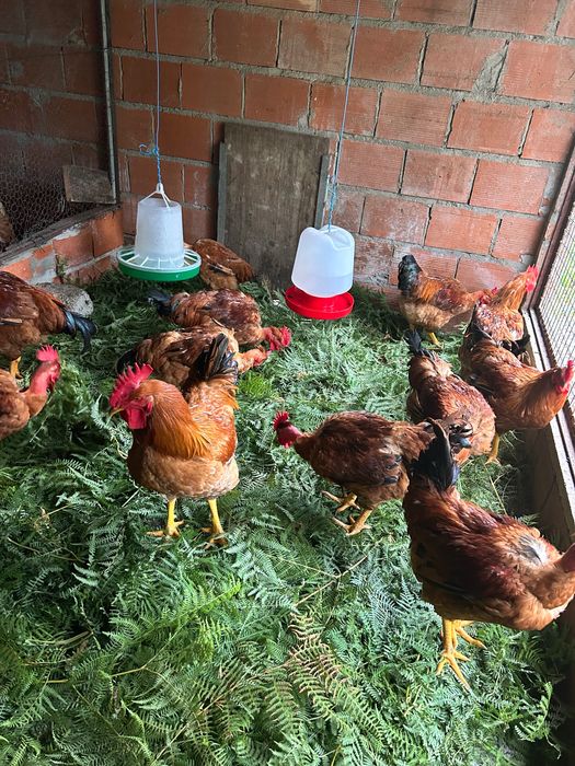 Galos vivos a 7€ kg