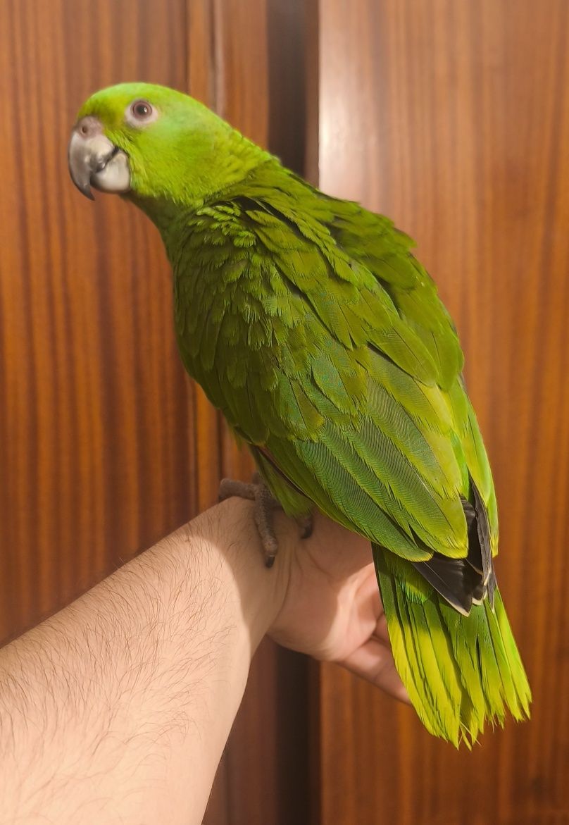 Papagaio amazona o auropallita